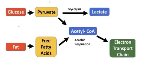 La recherche fait le lien entre le dysfonctionnement mitochondrial et le déclin immunitaire, ouvrant la voie au traitement du cancer