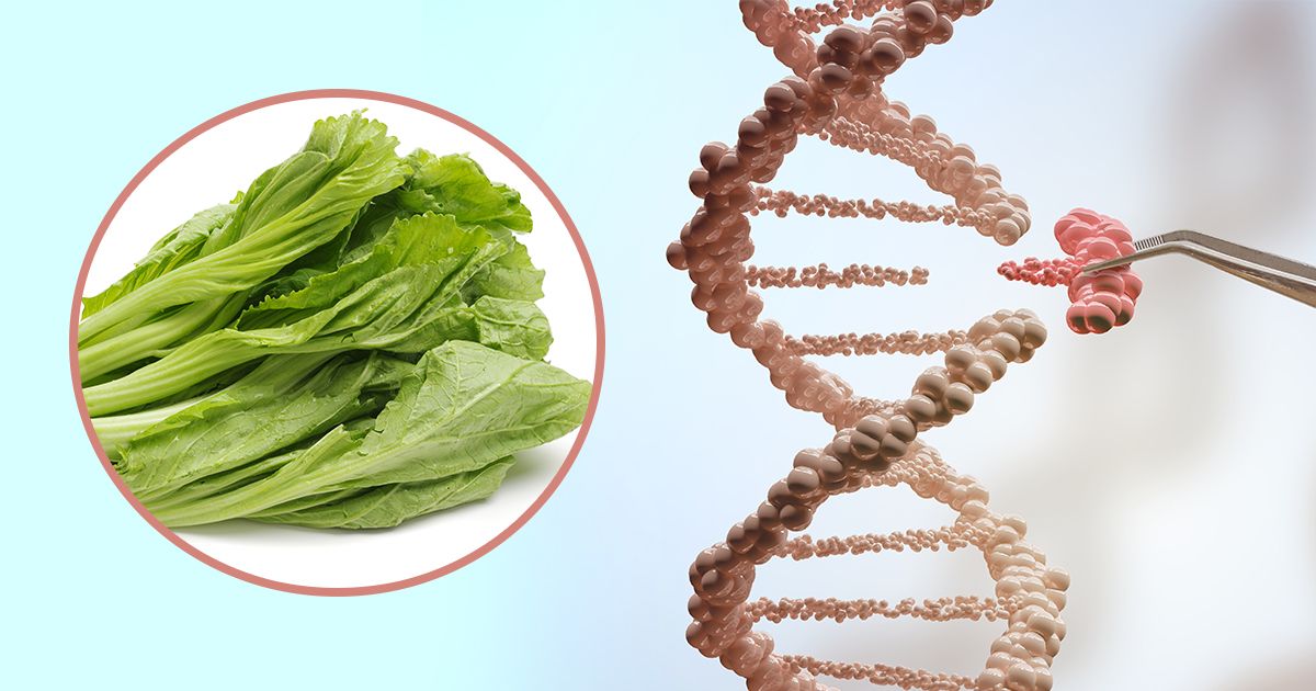 Découvrez votre nouvelle salade génétiquement altérée