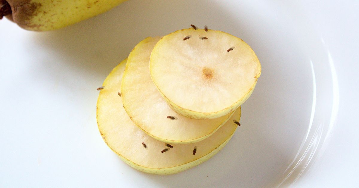 Cette méthode peut-elle vous débarrasser des mouches à fruits dans votre cuisine ?