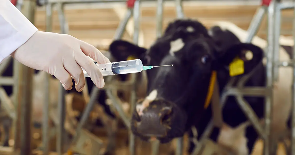 Les vaccins à ARN messager chez les animaux de boucherie