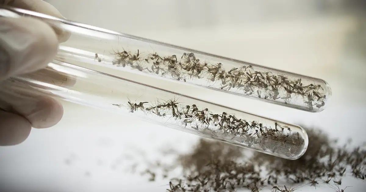 Les derniers développements concernant la dissémination de moustiques OGM