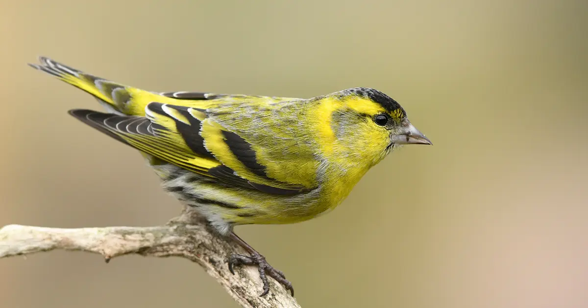 Nous devons nous alarmer du déclin stupéfiant des oiseaux