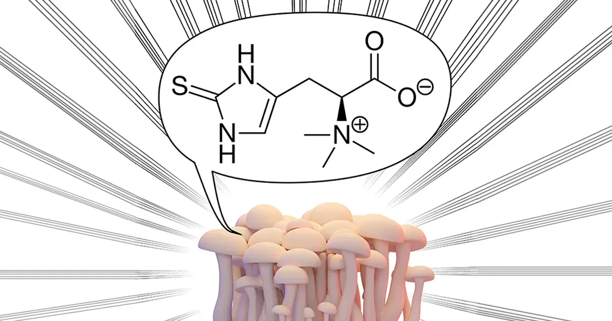 Ce composé présent dans les champignons est un atout majeur pour la longévité