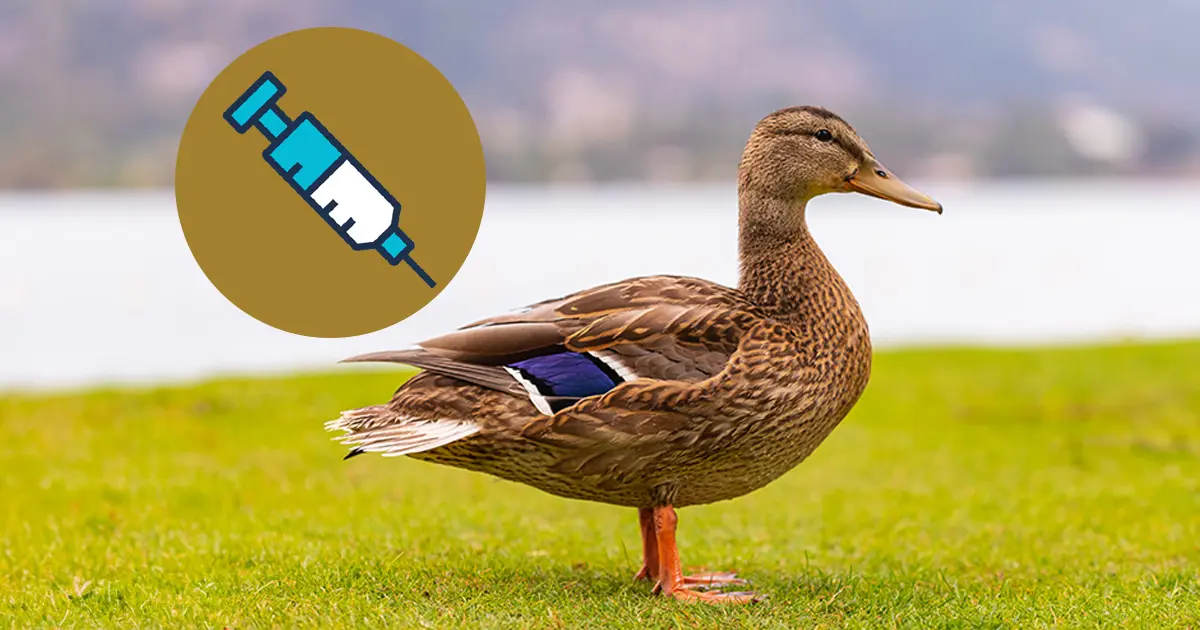 Vaccination de tous les canards contre la grippe aviaire