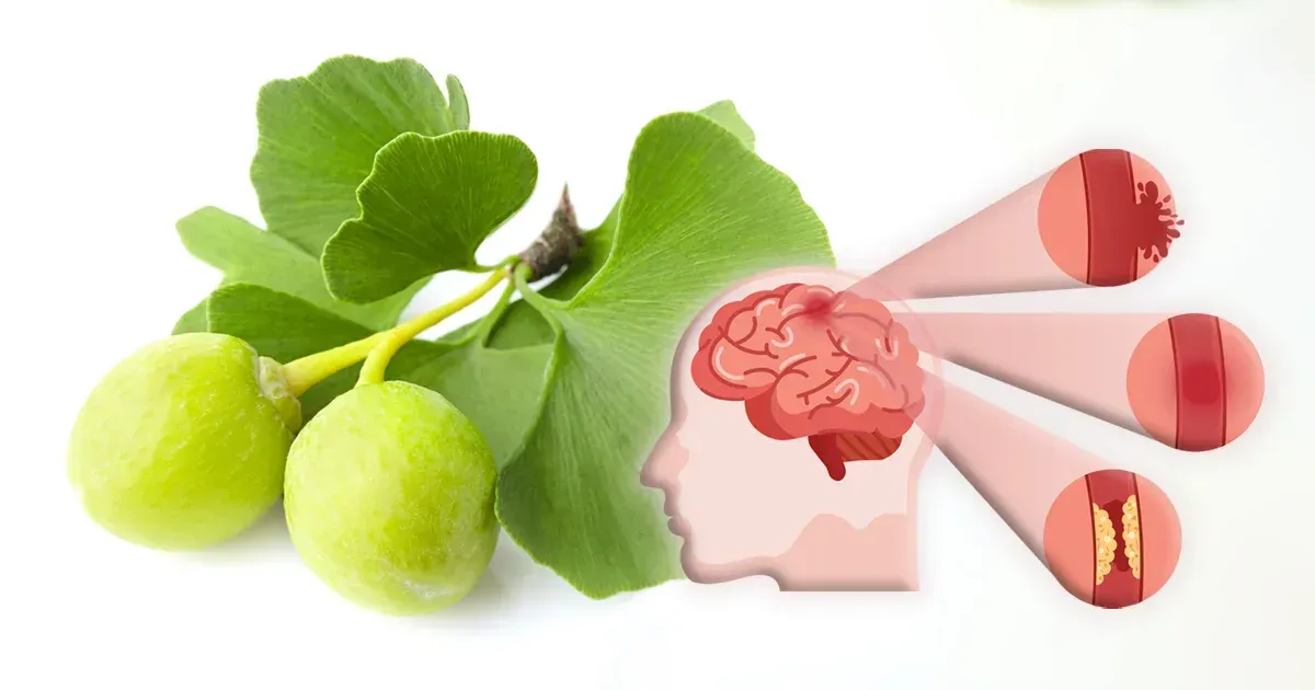 Comment le Ginkgo Biloba peut aider à la récupération cognitive après un accident vasculaire cérébral (AVC)