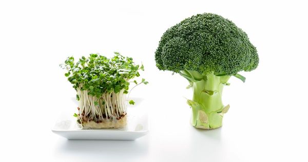 Un composé du brocoli pourrait stimuler les fonctions cognitives