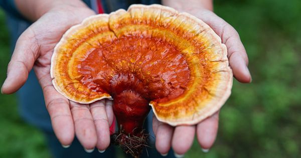 Les champignons reishi combattent l'inflammation