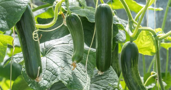 Il y a un super aliment qui pousse dans votre jardin