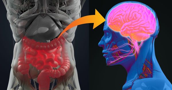 Le rôle des intestins dans la maladie de Parkinson