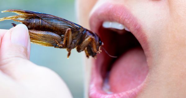 16 espèces d'insectes approuvées pour la consommation humaine