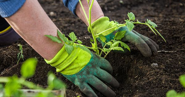 Comment soutenir la fertilité à long terme de votre sol