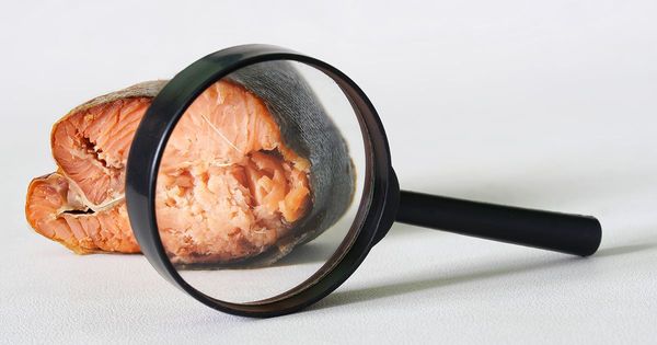 Pourquoi le projet de saumon issu de la bio-ingénierie a été suspendu ?