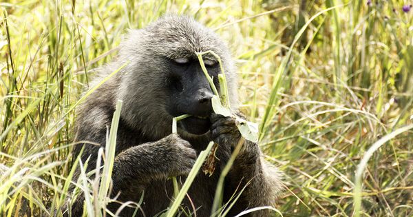 Les animaux s'auto-médicamentent-ils ?