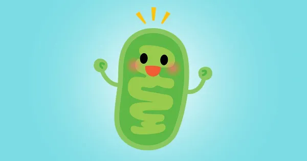 Les meilleurs compléments pour la fonctionnalité des mitochondries