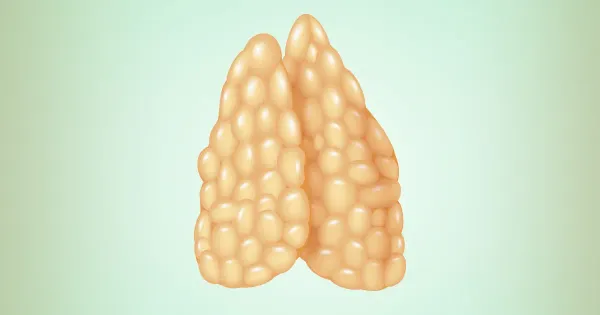 Le thymus pourrait-il être la clé de la lutte contre le cancer ?