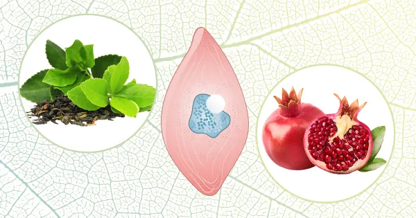 Des méthodes naturelles pour protéger votre santé endothéliale