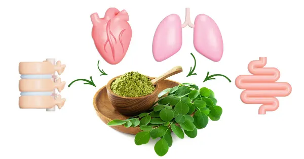 De la réduction de la glycémie à l'amélioration de la santé cardiaque : les bienfaits du Moringa qui changent la vie