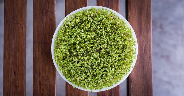 Les germes de brocoli offrent plus de bienfaits que le brocoli adulte