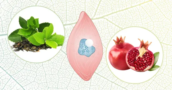 Des méthodes naturelles pour protéger votre santé endothéliale